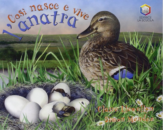 COSI NASCE E VIVE L'ANATRA